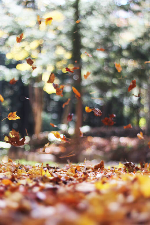 forêt en automne avec feuilles qui tombent
